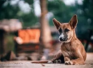 狗發情怎么辦_發情的狗是什么癥狀_發情期的狗狗有什么癥狀