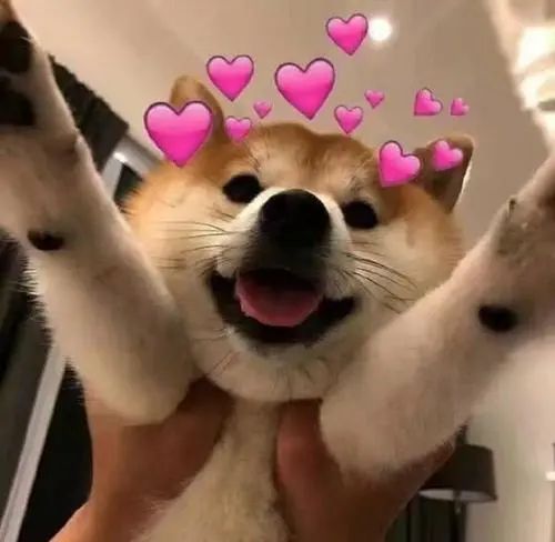 狗狗定點大小便的方法_狗狗大小排序_狗狗大小怎么看