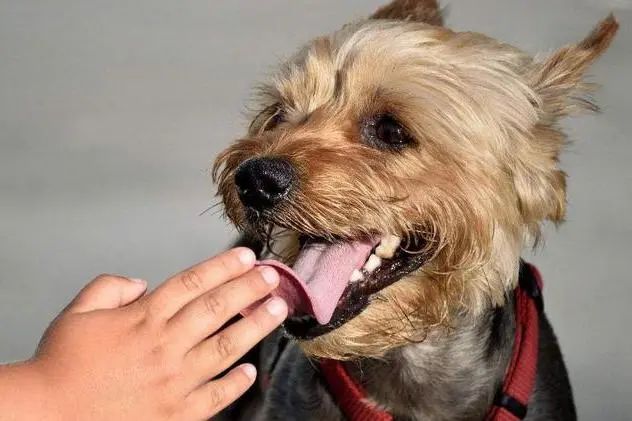 狗狗定點大小便的方法_狗狗大小排序_狗狗大小怎么看