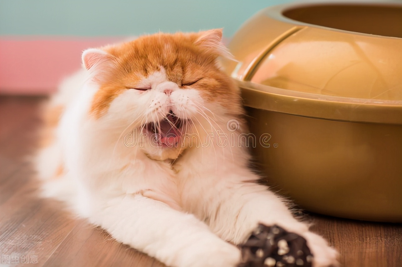 母貓發情持續多久