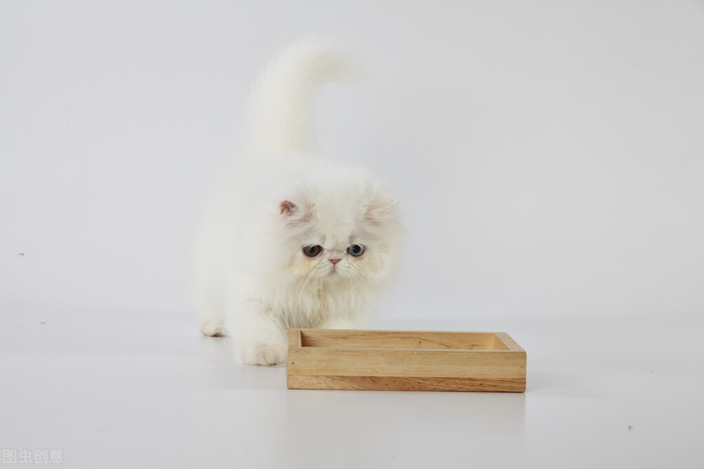 母貓發(fā)情都有哪些表現(xiàn)新聞_母貓發(fā)情的癥狀是什么癥狀_母貓發(fā)情有什么癥狀