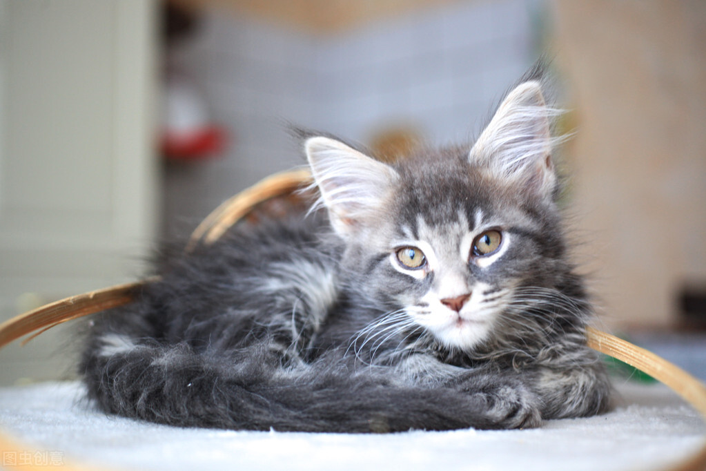 母貓發(fā)情的癥狀是什么癥狀_母貓發(fā)情都有哪些表現(xiàn)新聞_母貓發(fā)情有什么癥狀