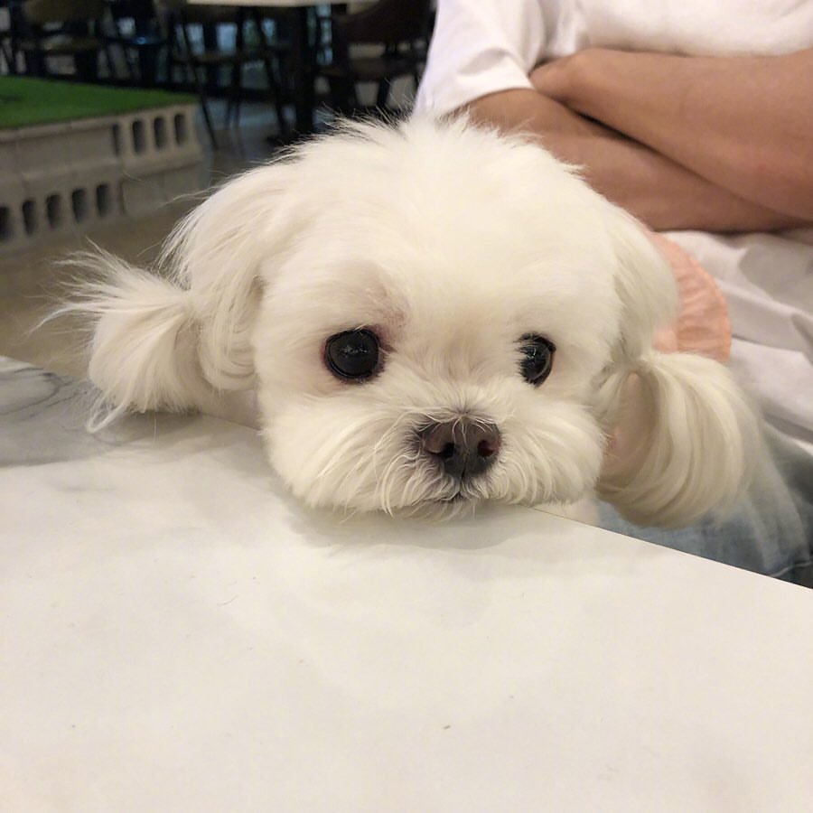 什么小型犬最聰明_聰明小型犬品種大全_小型犬聰明