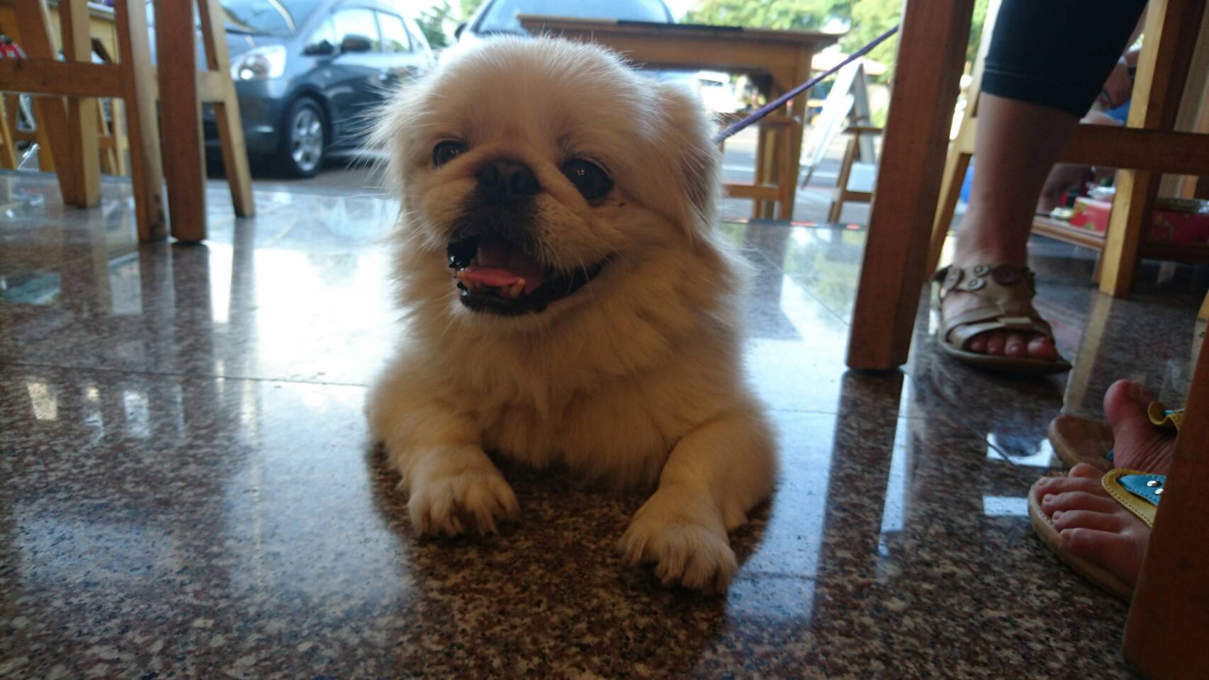 什么小型犬最聰明_聰明小型犬品種大全_小型犬聰明