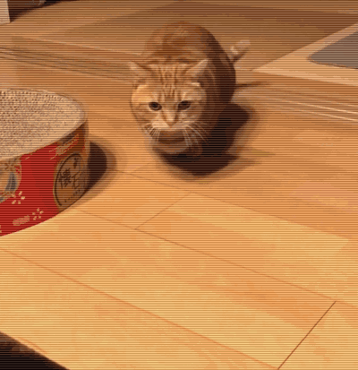 辟謠，貓咪的肛門腺一定要擠？未必，有四類貓咪需要及時處理腺體